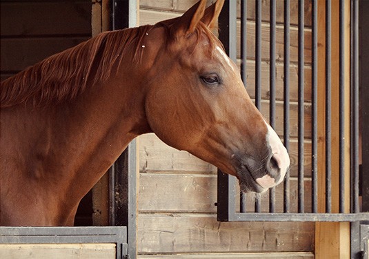 Equine Veterinarian Grows Practice Nearly 50% by Entrusting Financial Matters to Foster Results
